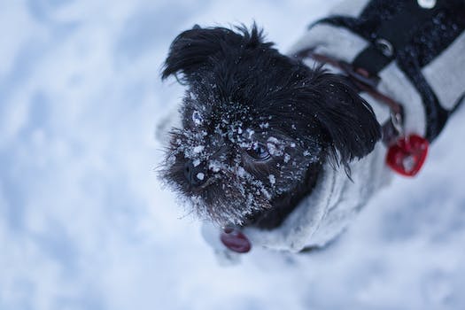 Recommendations for Affenpinscher care in cold weather